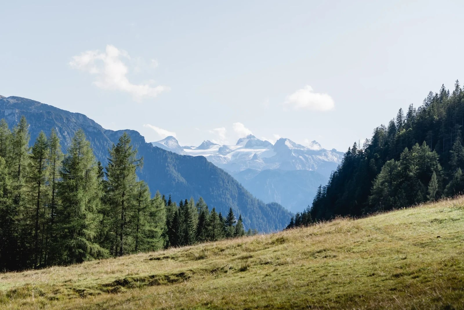 Blick über eine Almwiese und Nadelwald auf den schneebedeckten Dachstein bei klarem Sommerwetter.