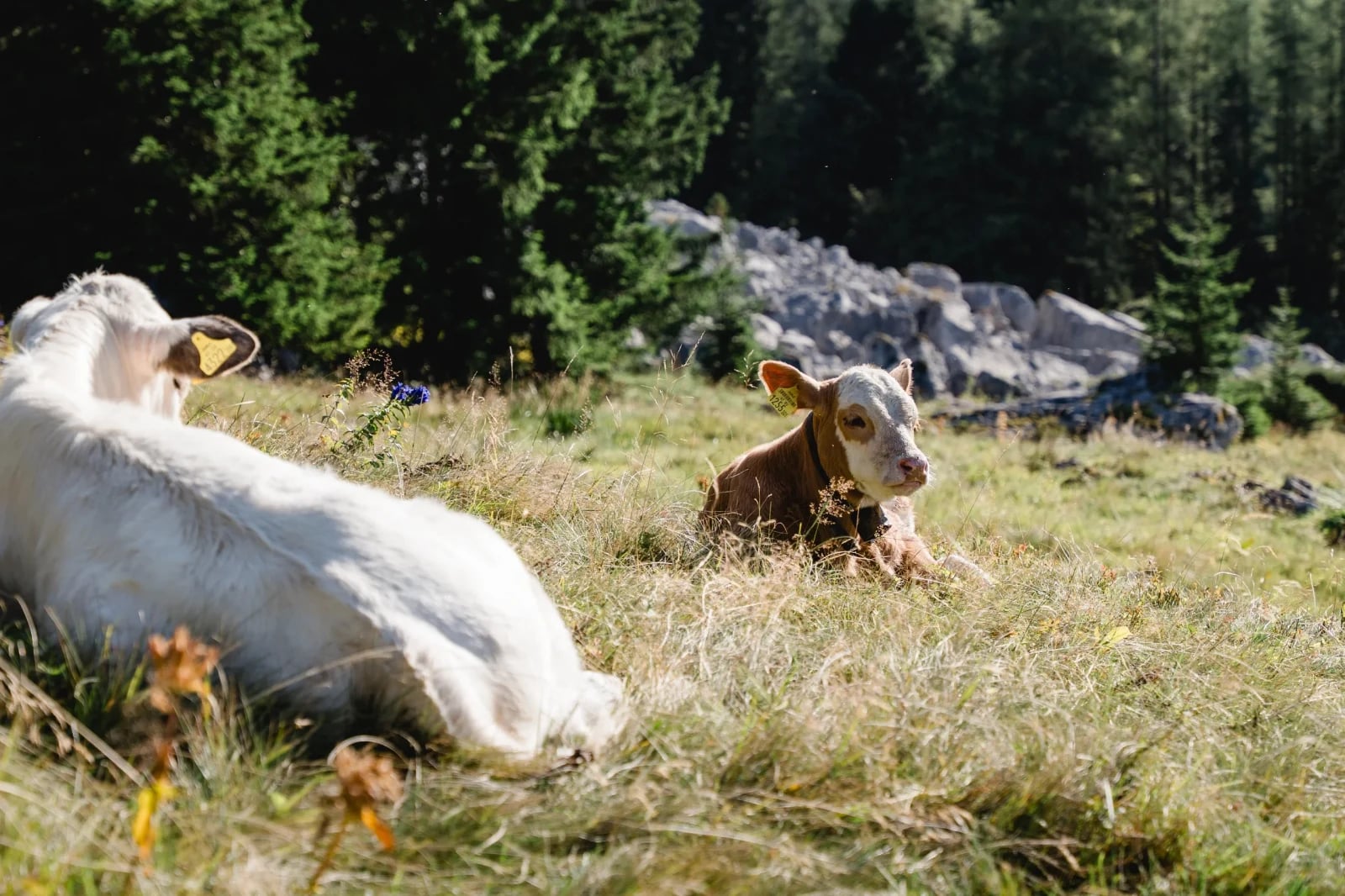 Kuh und Kalb liegen auf einer sonnigen Almweide vor Felsen und Bergwald.
