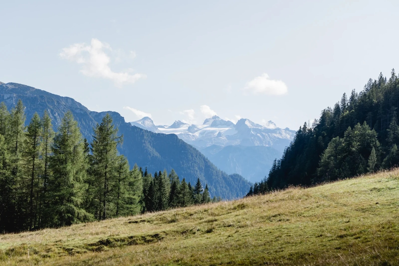 Blick über eine Almwiese und Nadelwald auf den schneebedeckten Dachstein bei klarem Sommerwetter.