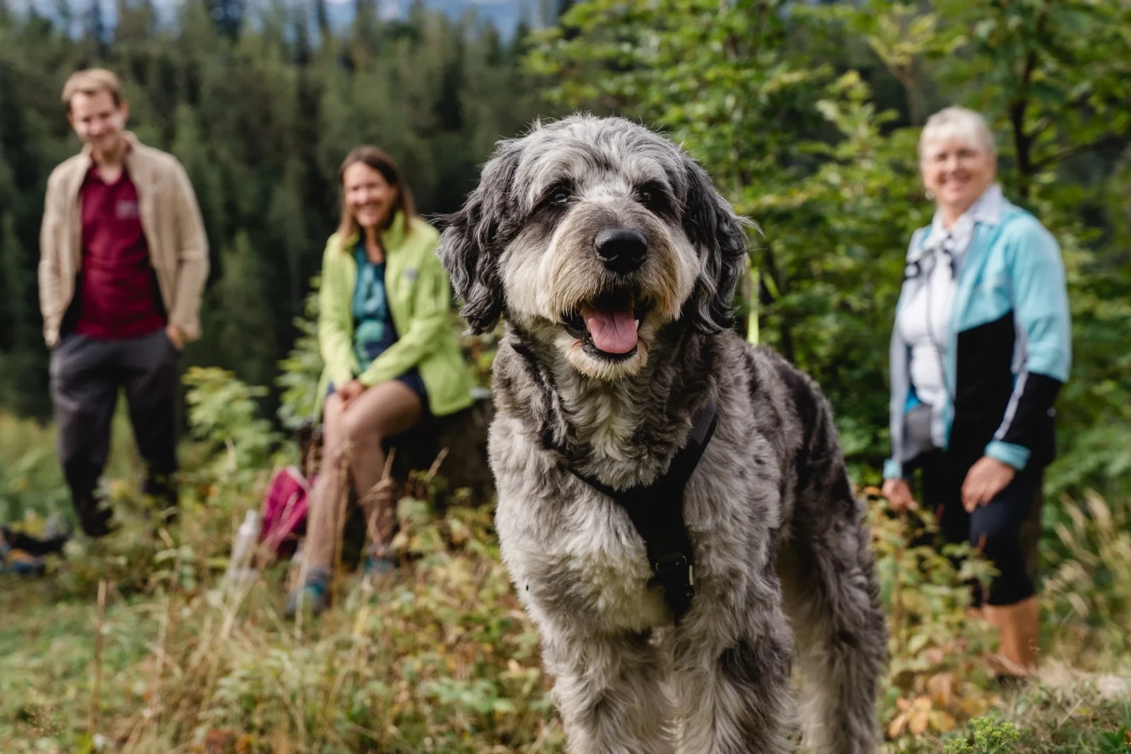 Zottiger Hund im Vordergrund, dahinter drei lachende Wanderinnen und Wanderer auf einer Lichtung.